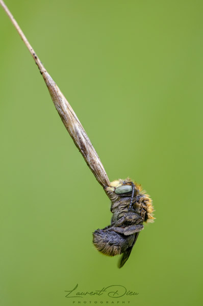 Trachusa byssina Canon EOS 5Ds - Canon EF 100mm Macro L IS USM