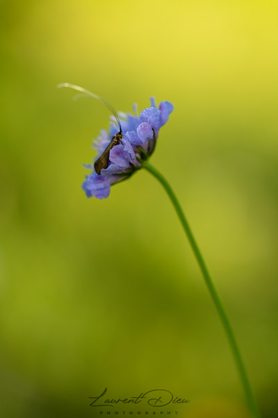 Adèle de la Scabieuse ou Adèle métallique (Nemophora metallica). Canon EOS 5Ds - Canon EF 100mm Macro L IS USM