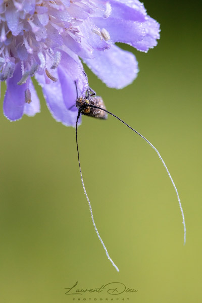 Adèle de la Scabieuse ou Adèle métallique (Nemophora metallica).