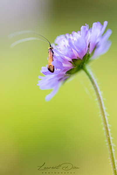 Adèle de la Scabieuse ou Adèle métallique (Nemophora metallica).