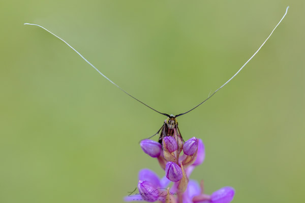 Adèle de la Scabieuse ou Adèle métallique (Nemophora metallica).