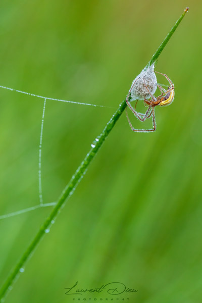 La Tétragnathe étirée (Tetragnatha extensa) Stretch spider. Canon EOS 5DsR - Canon EF 100mm Macro L IS USM