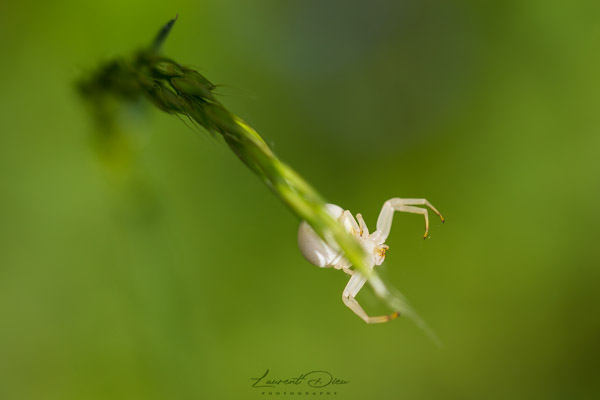 Thomise variable (Misumena vatia) Crab spider.