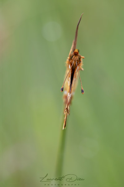 Nacré de la canneberge (Boloria aquilonaris) The cranberry fritillary.