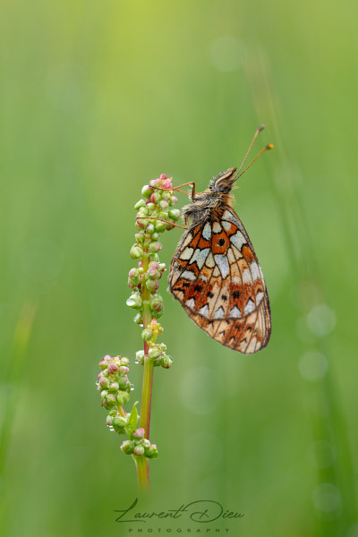 Petit Collier argenté (Boloria selene) Small Pearl-bordered Fritillary