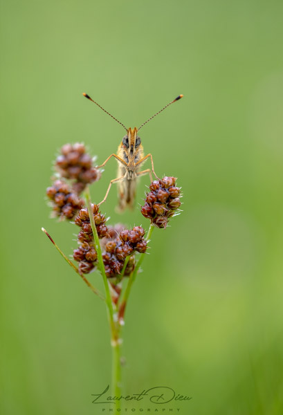 Nacré de la canneberge (Boloria aquilonaris) The cranberry fritillary.