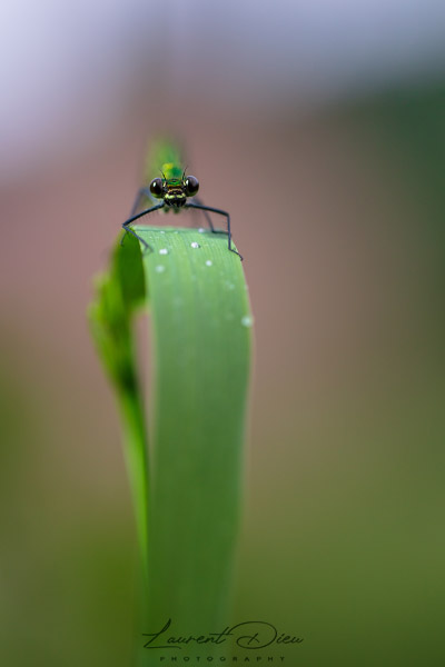 Caloptéryx vierge (Calopteryx virgo) Beautiful Demoiselle