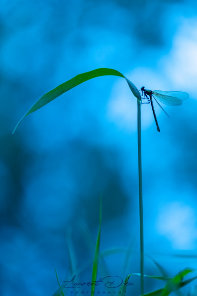 Caloptéryx vierge (Calopteryx virgo) Beautiful Demoiselle