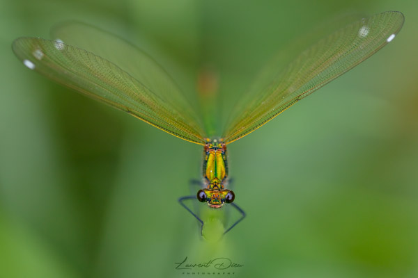 Caloptéryx vierge (Calopteryx virgo) Beautiful Demoiselle Canon EOS 5Ds - Canon EF 100mm f2.8L Macro IS USM.