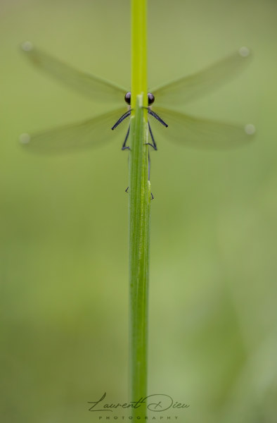 Caloptéryx vierge (Calopteryx virgo) Beautiful Demoiselle