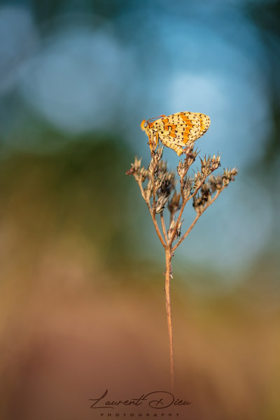 Damier orangé, Mélitée orangée (Melitaea didyma)