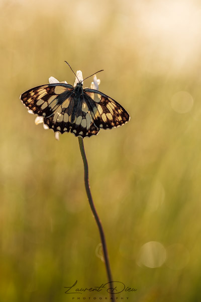 Le Demi-deuil (Melanargia galathea) The marbled white.