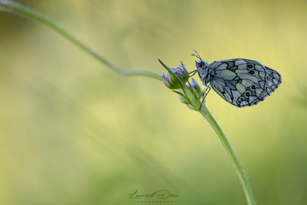 Le Demi-deuil (Melanargia galathea) The marbled white.