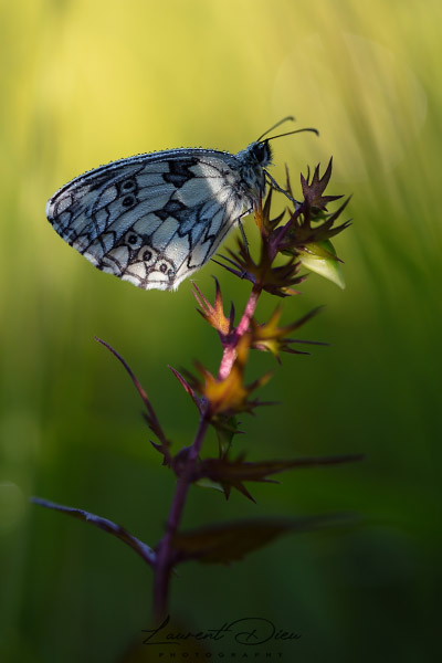 Le Demi-deuil (Melanargia galathea) The marbled white.