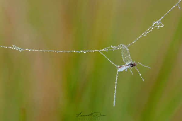 Ephemeroptera - Ephéméroptères Canon EOS 5DsR - Canon EF 100mm Macro L IS USM