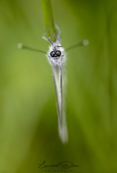 Gazé (Aporia crataegi) Black-veined White.