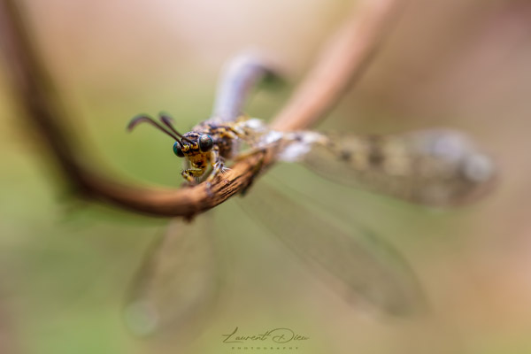 Le grand fourmilion (Palpares libelluloides) Ant lion. Canon EOS 5Ds - Canon EF 100mm Macro L IS USM