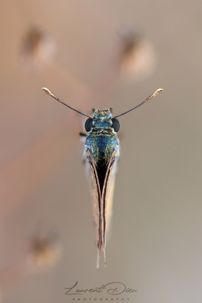 Hespérie de la houque (Thymelicus sylvestris) Small skipper.