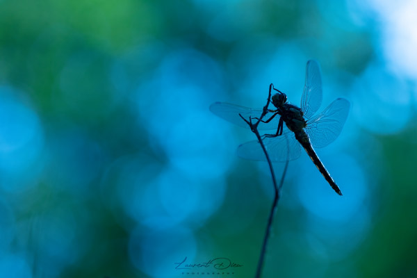 Canon EOS 5Ds - Canon EF 100mm Macro L IS USM
