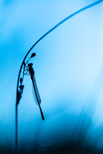 Canon EOS 5Ds - Canon EF 100mm Macro L IS USM