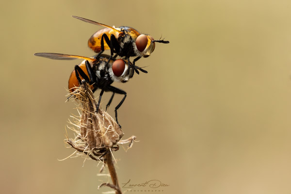 Canon EOS 5Ds - Canon EF 100mm Macro L IS USM