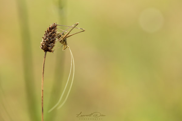 Canon EOS 5Ds - Canon EF 100mm Macro L IS USM