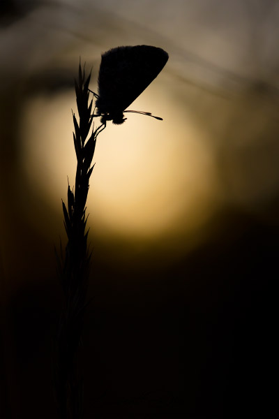 Canon EOS 5Ds - Canon EF 100mm f2.8L Macro IS USM.