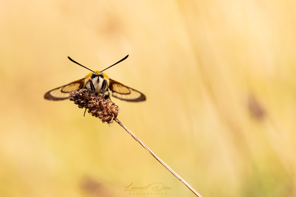 Le Sphinx-Bourdon (Hemaris tityus) The Narrow-bordered bee.Broad-bordered Bee.