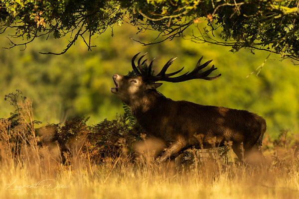 Le cerf élaphe (Cervus elaphus) The Red deer. Canon EOS R3 - Canon EF 500mm f/4L IS USM II.