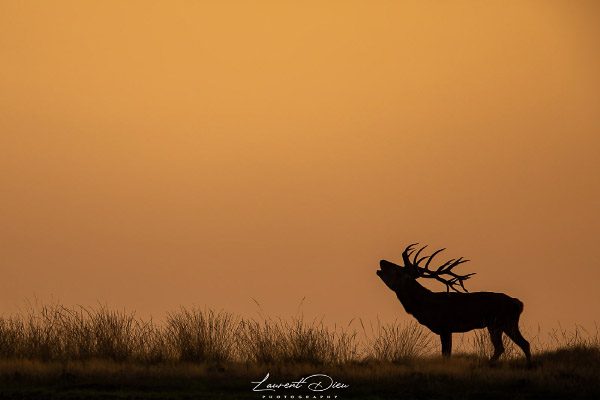 Le cerf élaphe (Cervus elaphus) The Red deer.