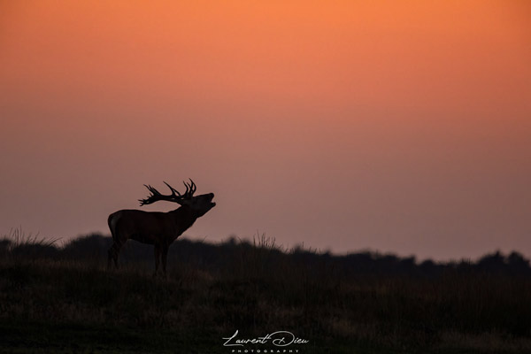 Le cerf élaphe (Cervus elaphus) The Red deer.