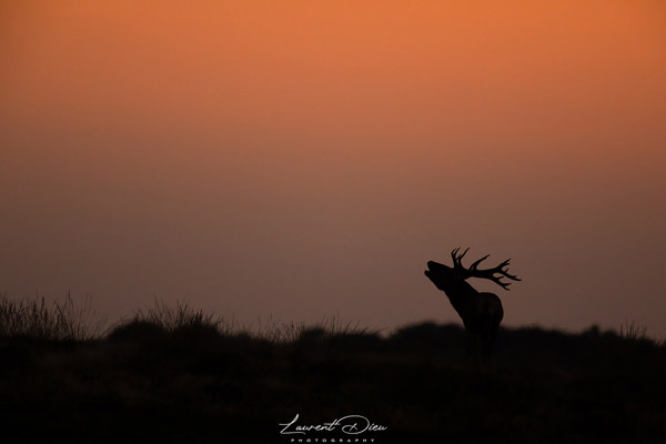 Le cerf élaphe (Cervus elaphus) The Red deer.