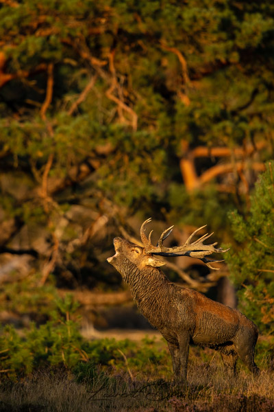 Le cerf élaphe (Cervus elaphus) The Red deer.