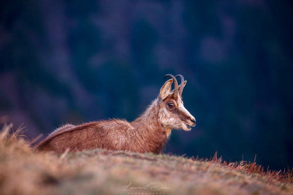 Le chamois (Rupicapra rupicapra) The chamois. Canon EOS 5DsR - Canon EF 100-400 f/4.5-5.6 L IS II USM.
