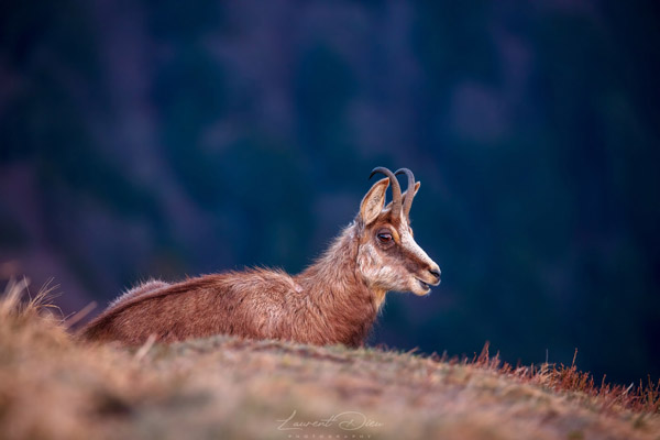 Le chamois (Rupicapra rupicapra) The chamois.