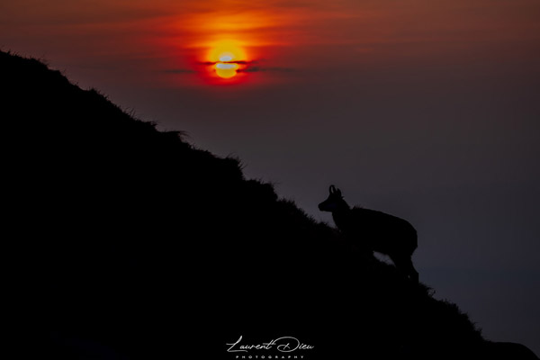 Le chamois (Rupicapra rupicapra) The chamois.