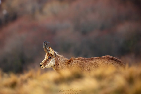 Le chamois (Rupicapra rupicapra) The chamois.