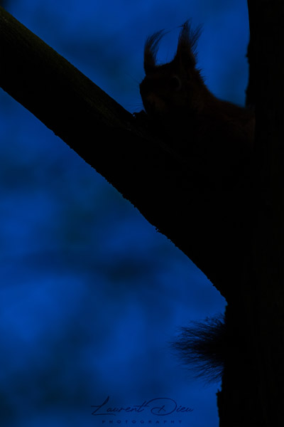 L´écureuil d´Eurasie ou écureuil roux (Sciurus vulgaris) Red squirrel. Canon EOS 7D Mark II - Canon EF 100-400mm f/4.5-5.6 L IS II USM.