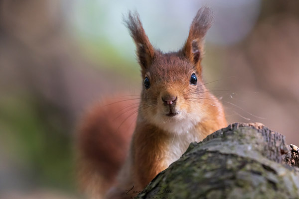 L´écureuil d´Eurasie ou écureuil roux (Sciurus vulgaris) Red squirrel. Canon EOS 7D Mark II - Canon EF 100-400mm f/4.5-5.6 L IS II USM.