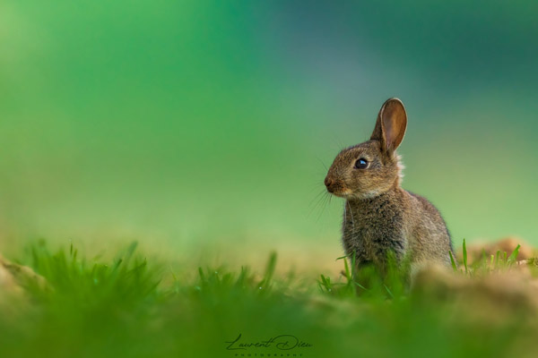 Lapin de garenne (Oryctolagus cuniculus) European wild rabbit