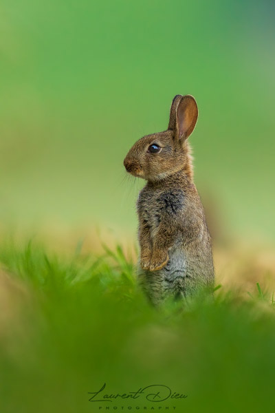 Lapin de garenne (Oryctolagus cuniculus) European wild rabbit