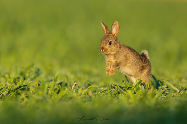 Lapin de garenne (Oryctolagus cuniculus) European wild rabbit