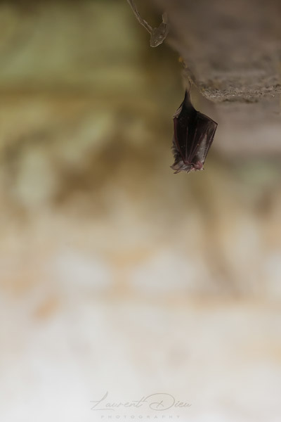 Petit rhinolophe (Rhinolophus hipposideros) Lesser Horseshoe Bat.