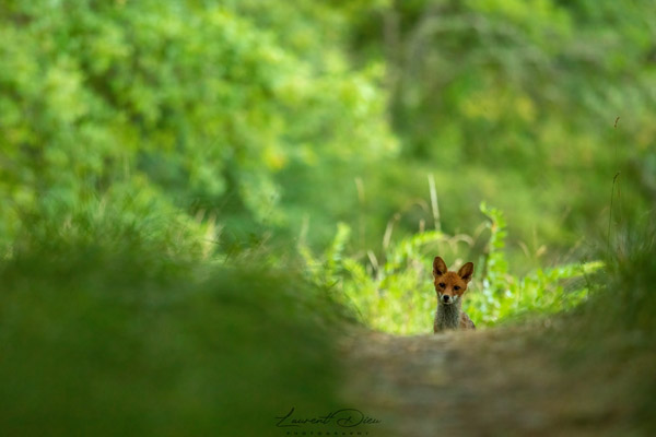 Renard roux (Vulpes vulpes) Red fox.