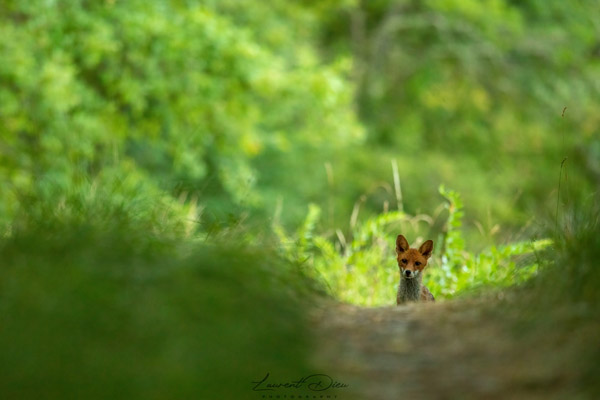 Renard roux (Vulpes vulpes) Red fox. Canon EOS 5D Mark IV - Canon EF 500mm f/4L IS II USM + 1.4x III.