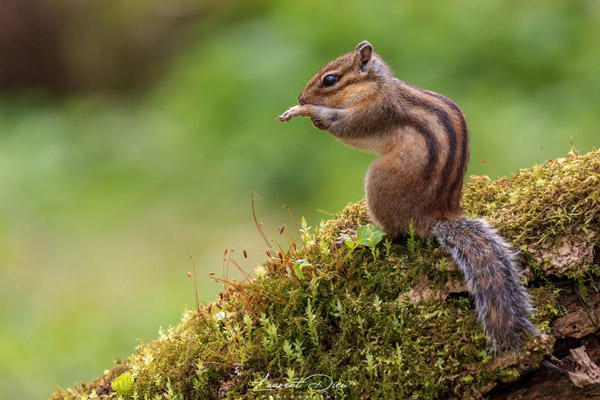 Le Tamia de Sibérie (Tamias sibiricus) Siberian chipmunk.