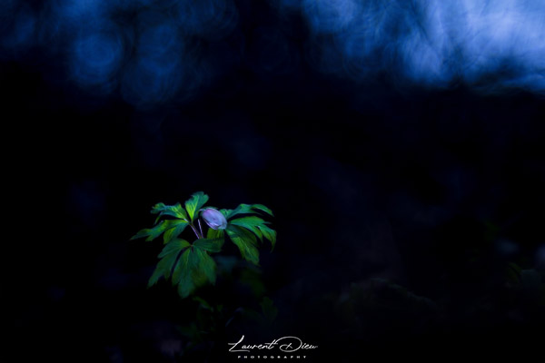 Anémone des bois , Sylvie (Anemone nemorosa).