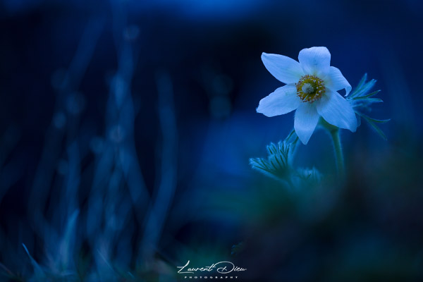 Anémone pulsatille ou coquerelle (Anemone pulsatilla). Canon EOS 5Ds - Canon EF 180mm f/3.5 L Macro USM.
