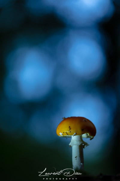 Canon EOS 5Ds - Canon EF 100mm f2.8L Macro IS USM.