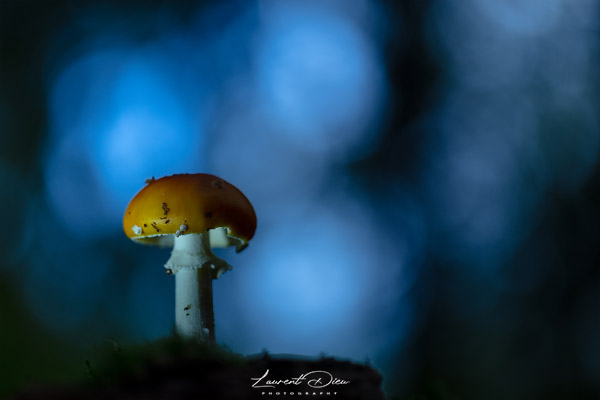 Canon EOS 5Ds - Canon EF 100mm Macro L IS USM